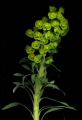 Euphorbia.JPG