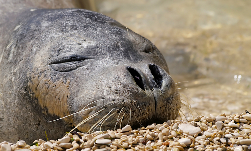Monachus-Monachus, Mediterranean Monk Seal
