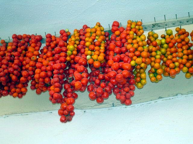pirgi-tomatoes.jpg