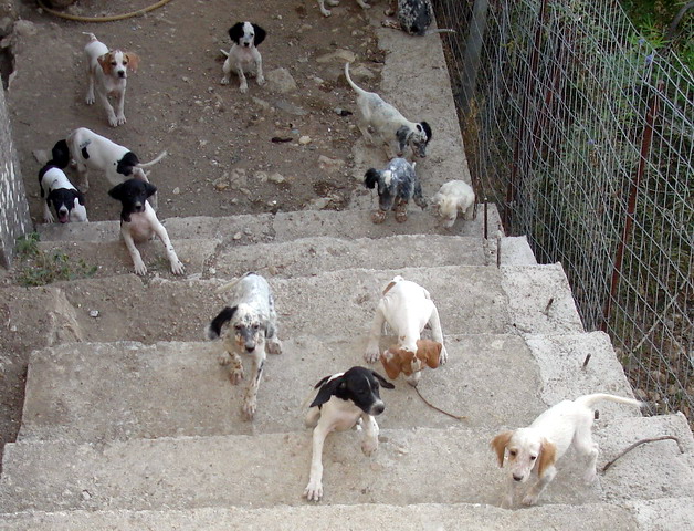 Snoopy Center, Kardamila, Chios Greece