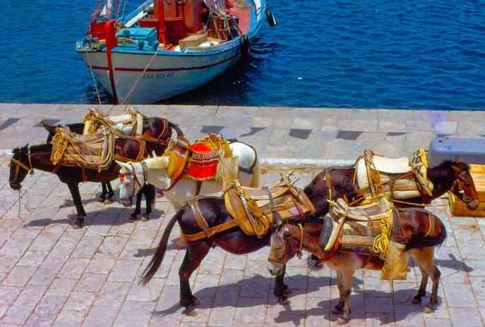 Donkeys in Hydra