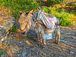 Kea donkey