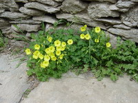 flowers in Kea