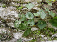 plants, kea, greece