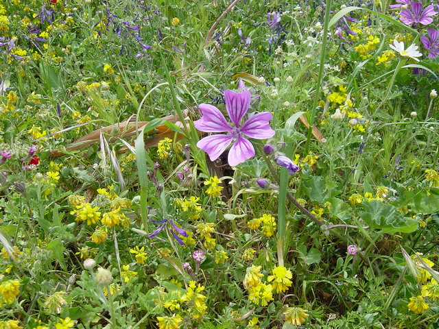 wildflowers.jpg