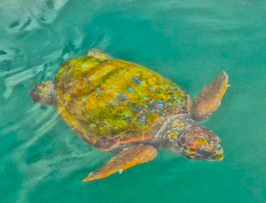 Caretta-caretta logerhead turtle in Kefalonia