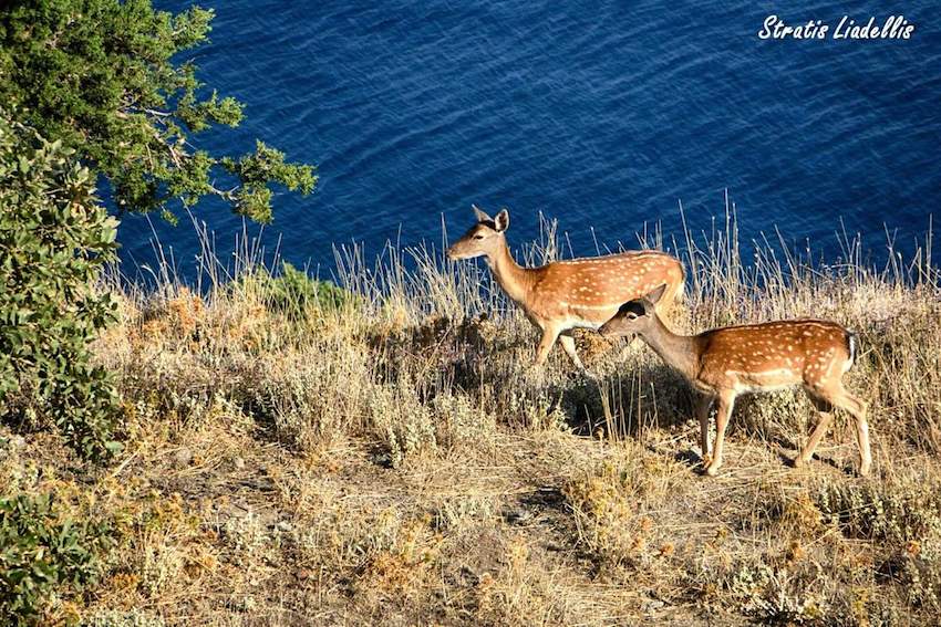 Lemnos deer