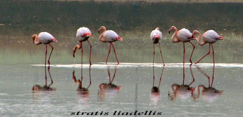 Flamingos, Lemnos