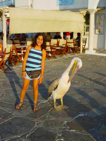 Famous Pelican of Mykonos either Peter or his wife