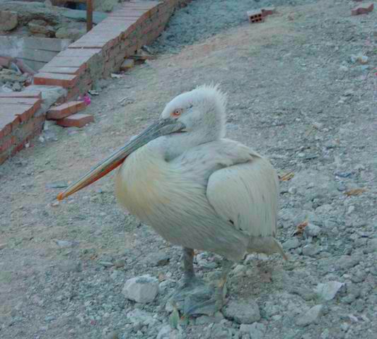 The Pelican of Death