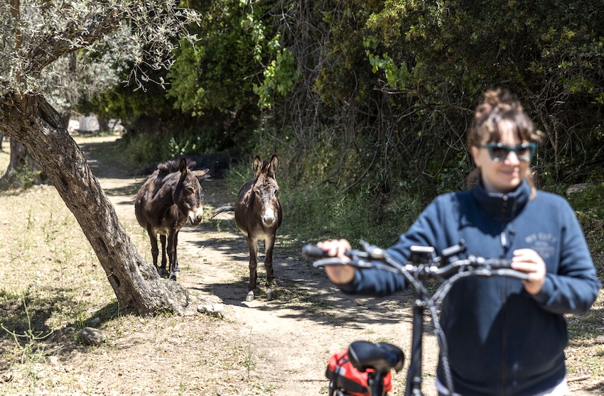 Naxos bike tours