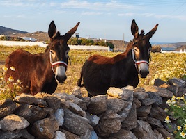 Naxos donkeys