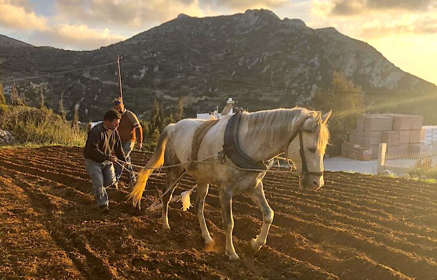 Naxos Farm Tour