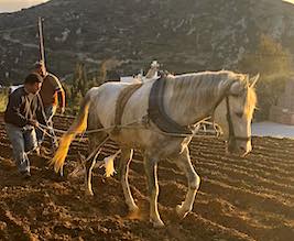 Naxos Farm and Cooking Class