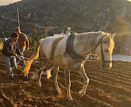 Naxos Farm and Cooking Class