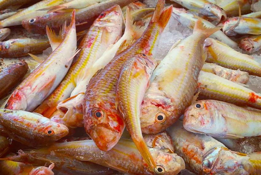 Fresh barbounia