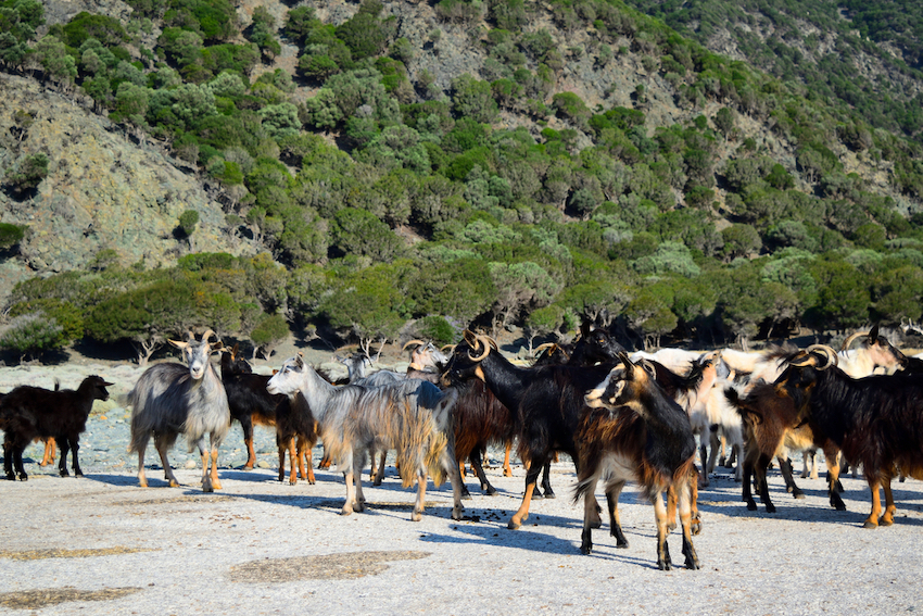 Samothraki goats