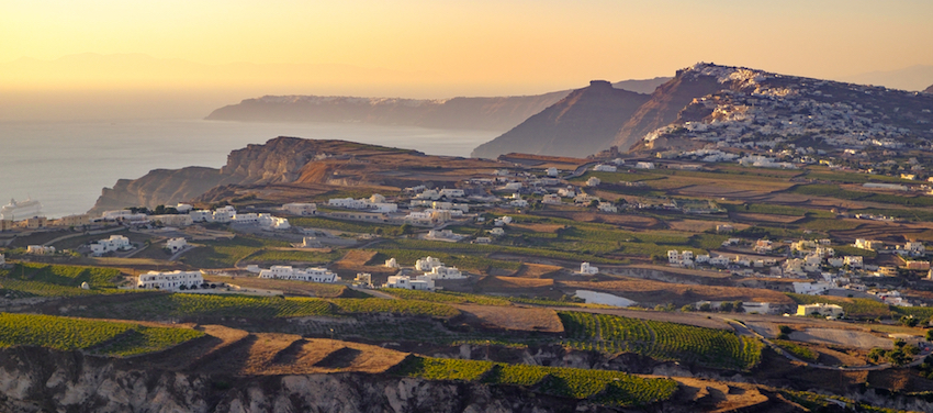 Santorini Vinyards