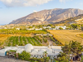 Santorini Vinyard