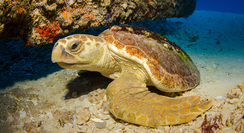 Caretta-Caretta Turtle