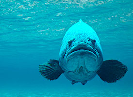 Fish, Aegean