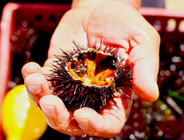 Sea urchin