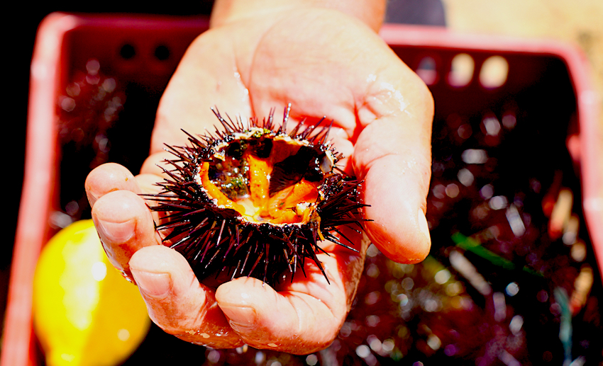 Sea Urchin, Greece